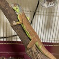 レッドイグアナベビー