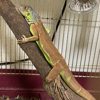 レッドイグアナベビー