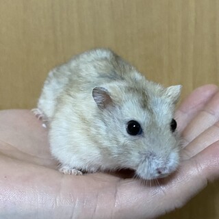ハムスターの里親募集中！