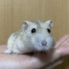 ハムスターの里親募集中！ サムネイル2