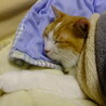 寝顔が可愛くて見ているだけで幸せだった。