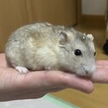 ハムスターの里親募集中！