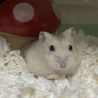 ハムスターの里親募集中！