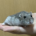 ハムスターの里親募集中！