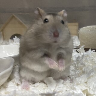 ハムスターの里親募集中！