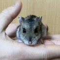 ハムスターの里親募集中！