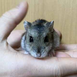 ハムスターの里親募集中！