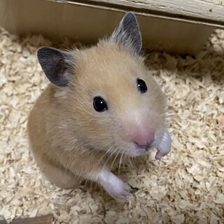 ハムスターの里親募集中！