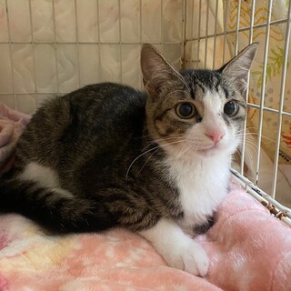 おとなしい美猫のクルミちゃん