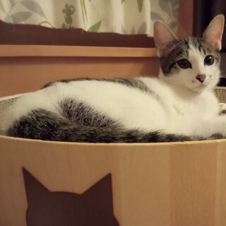 人慣ればっちり☆甘えん坊のルル君