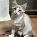 ゴージャスシャム風男の子
