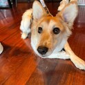 フレンドリー　９キロ仔犬生後半年以上くらい