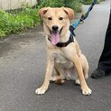 再募集　生後10か月男の子　先住犬がいる家庭向き