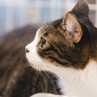 なつくん⭐︎飼い主さん死亡の為、里親さん緊急募集
