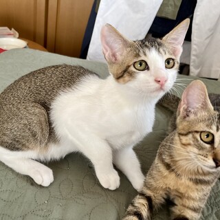 困った顔のアビくん　食いしん坊の甘えん坊