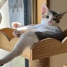 困った顔のアビくん　食いしん坊の甘えん坊 サムネイル2