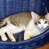 困った顔のアビくん　食いしん坊の甘えん坊 サムネイル3