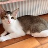 困った顔のアビくん　食いしん坊の甘えん坊 サムネイル4