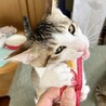 困った顔のアビくん　食いしん坊の甘えん坊 サムネイル5