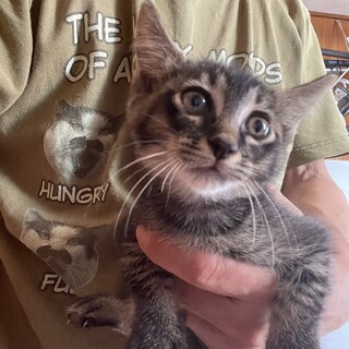 かわいいクロちゃん