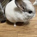 チンチラ男の子、パイド1歳9ヶ月です！