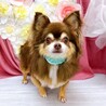 ゆっくり仲良くなって、いっぱいナデナデしてね♡ サムネイル2