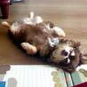 ゆっくり仲良くなって、いっぱいナデナデしてね♡ サムネイル3