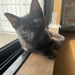 生後5ヶ月　男の子　黒トラ