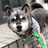 家族になってね❤︎優しい笑顔の女の子サンちゃん♪ サムネイル7
