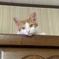 人馴れ抜群♡茶白の5ヶ月の男の子！ 