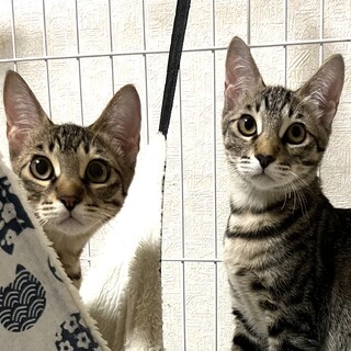 神社を彷徨っていた子猫達です♪