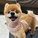 ポメラニアン１０歳　女の子　２、４キロ　里親様募集