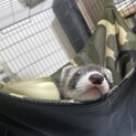 フェレットの里親さんを探してます