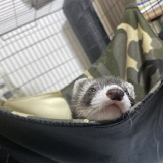 フェレットの里親さんを探してます
