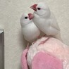 みこめろ