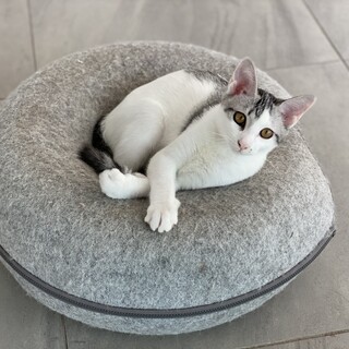 美キジシロ☆いより♂ 5ヶ月#チームあけぼの 