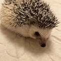 約９ヶ月のハリネズミの女の子です。