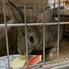 子ウサギ　約6ヶ月　メス サムネイル2
