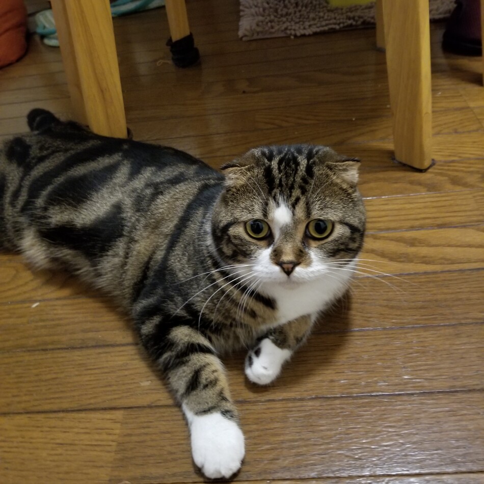 あんこのカバー写真