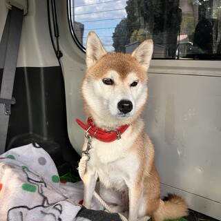 約4歳の柴犬里親緊急募集