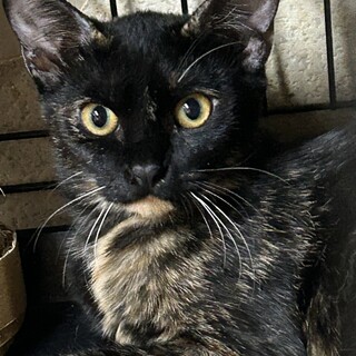 6ヶ月　サビ猫　ゴージャス！小梅ちゃん