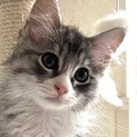 ちょっとふわふわ「蘭丸」くん