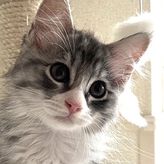 ちょっとふわふわ「蘭丸」くん