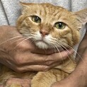 【エイズ陽性】6歳1ヶ月　穏やかな茶トラ猫のん君