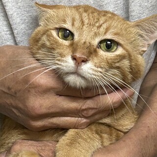 【エイズ陽性】6歳1ヶ月　穏やかな茶トラ猫のん君