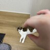 さこね