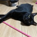 かくれ甘えん坊❤️黒猫マリコちゃん