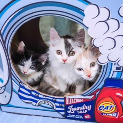 in瀬戸市☆子猫60匹～の超大祭！☆2023年10月1日（日）～ 非営利団体「ちーむ にゃいんず」