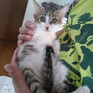 【子猫兄妹】生後約１か月の元気なキジ白の男の子