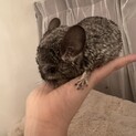 チンチラ　ベビー
